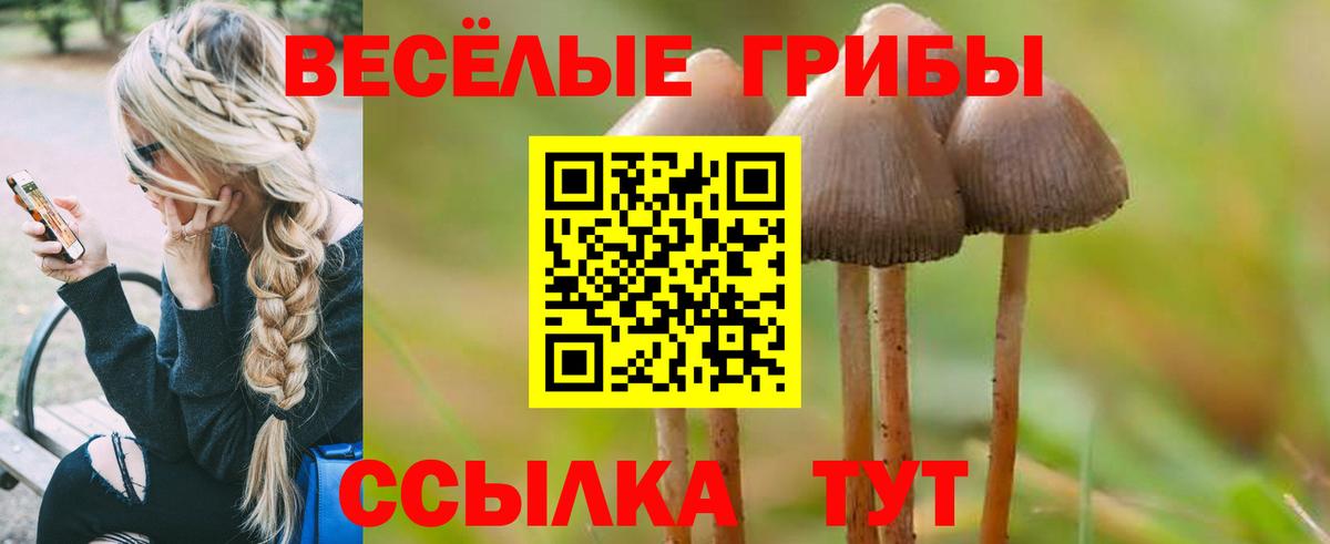 Галлюциногенные грибы Psilocybe Старая Купавна